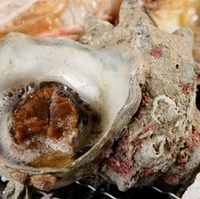 山口県産　さざえ