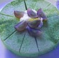 本日のケーキ　抹茶