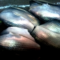 コハダのにぎり