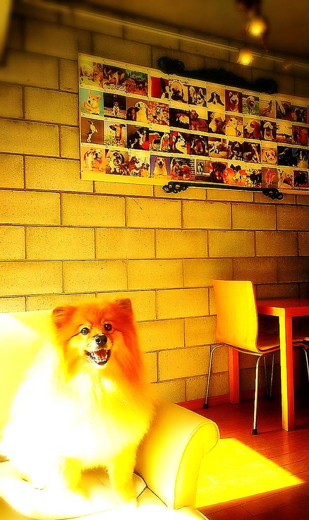 Ange Dog cafe