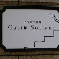 Gatto Soriano