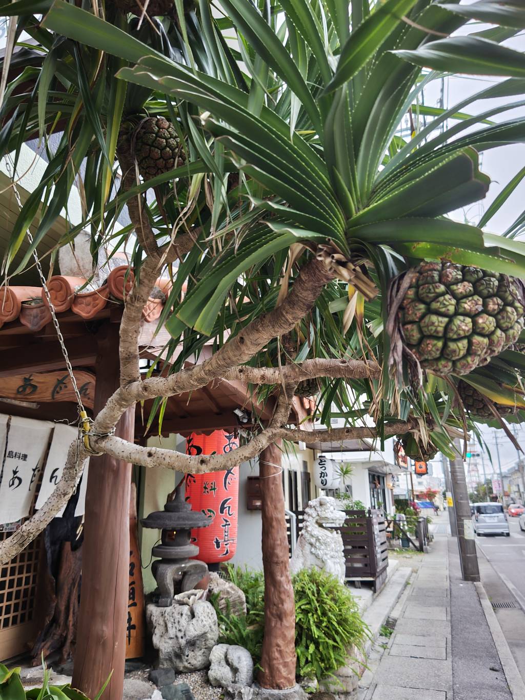 島料理居酒屋 あだん亭