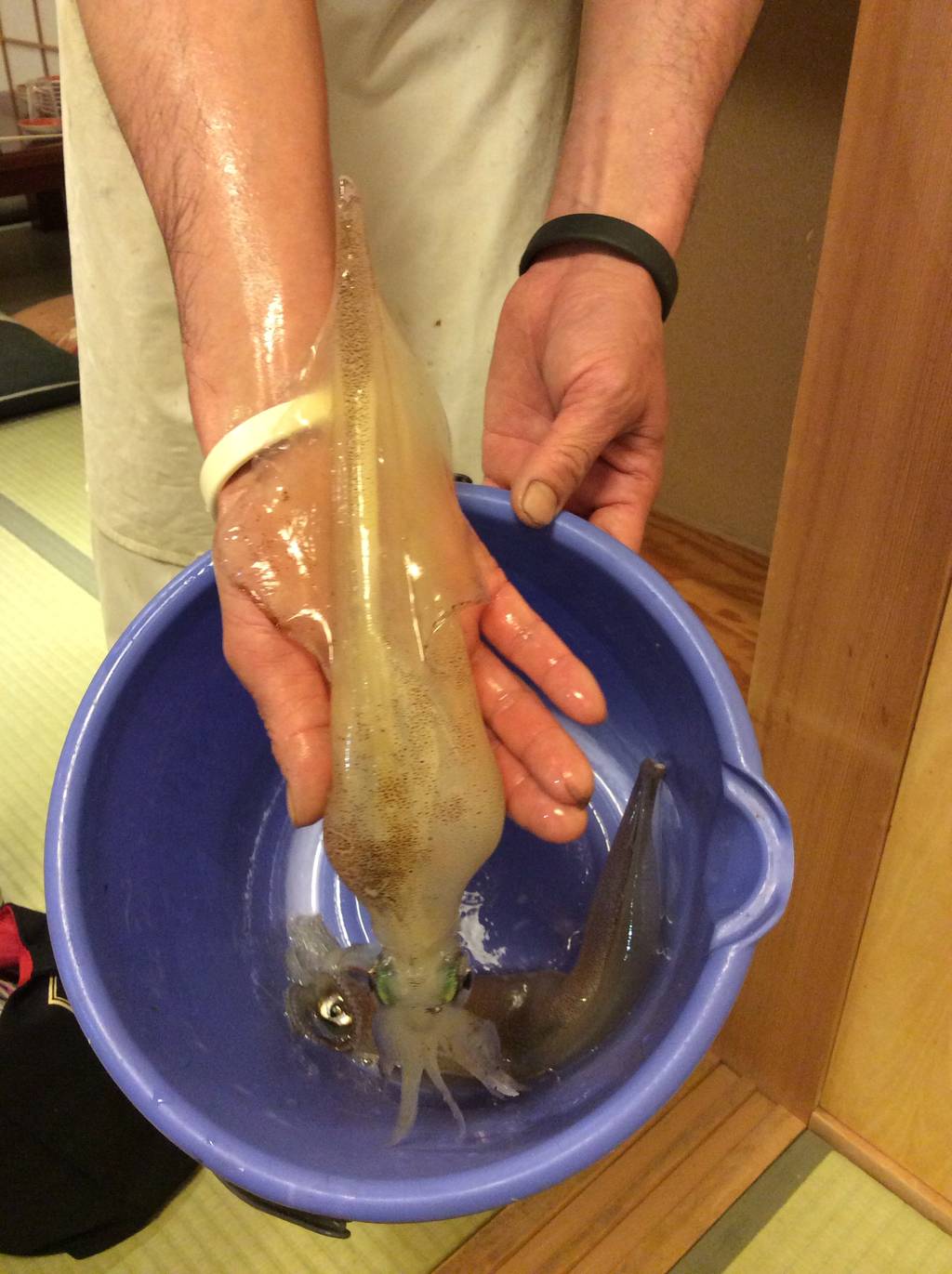 活スルメイカ姿造り