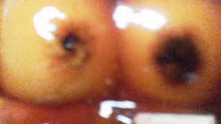 みたらしだんご