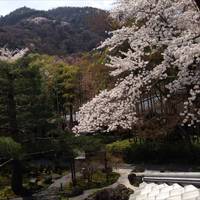 湯豆腐 嵯峨野