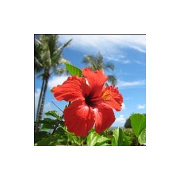 リバーズ・エッジ