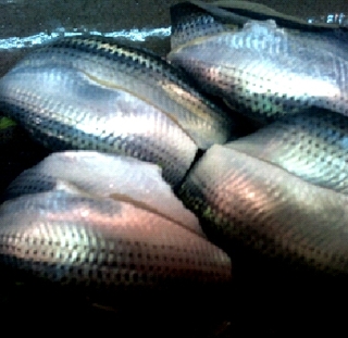 コハダのにぎり