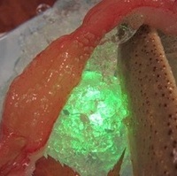 ズワイ蟹氷〆造り