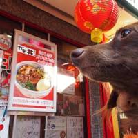 本格台湾料理 蓮香園 新館